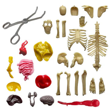 Ooze Labs: Visible Human Body With Squishable Organs