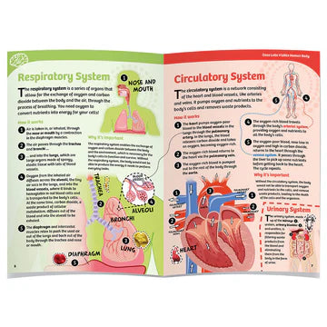 Ooze Labs: Visible Human Body With Squishable Organs