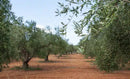 Extra Virgin Olive Oil-2