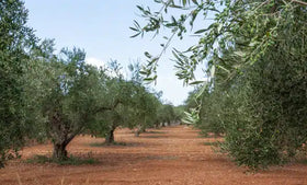 Extra Virgin Olive Oil - 0