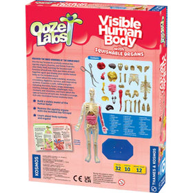 Ooze Labs: Visible Human Body With Squishable Organs - 0