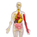 Ooze Labs: Visible Human Body With Squishable Organs-5