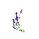 Lavender Eucalyptus Pocket Hand Sanitizer-3