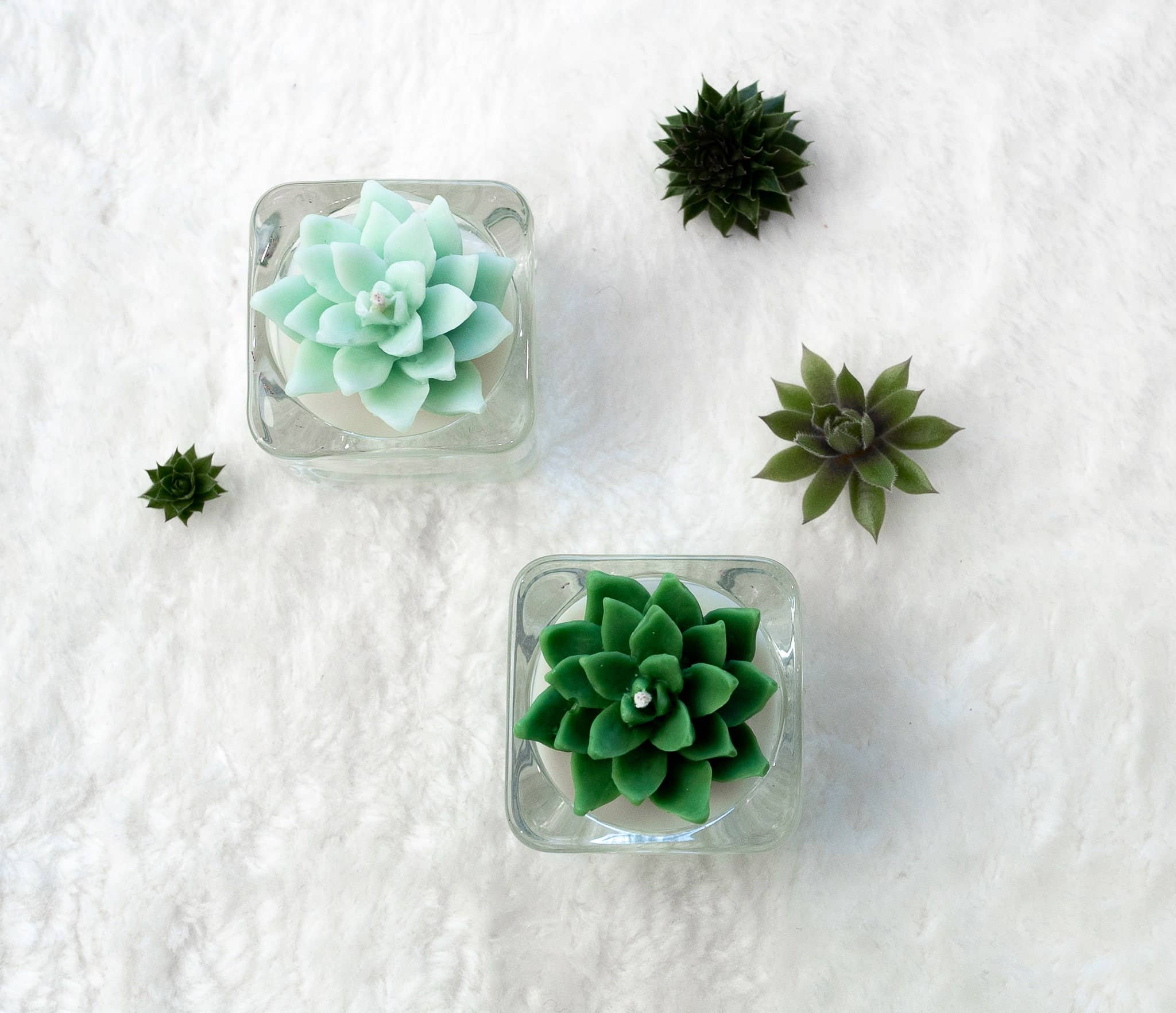 Succulent Tealight Candles | Soy Blend: Hens and Chick Succulent / Green