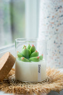 Succulent Soy Candle | Soy Blend